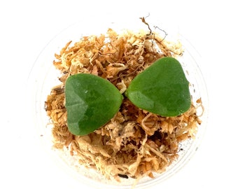 Hoya Obcordata - NOT rooted cutting