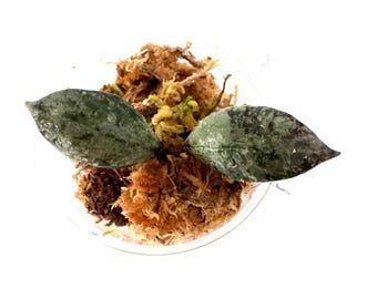 Hoya Violet (Lacunosa) - NOT rooted cutting