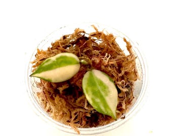 Hoya Queen Midori - NOT rooted cutting