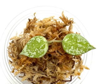 Hoya Sulcata (Lacunosa) - NOT rooted cutting