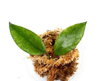 Hoya Kalimantan Mini Coin Splash - NOT Rooted Cutting - Etsy