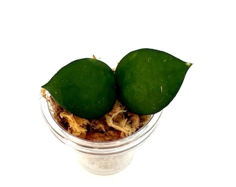 Hoya Krohniana (true form) - NOT rooted cutting