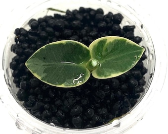 Hoya Cummingiana variegated - NOT rooted cutting