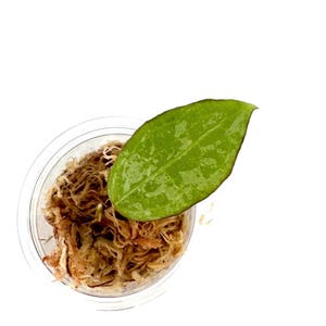 Hoya Lyi Noid - Etsy