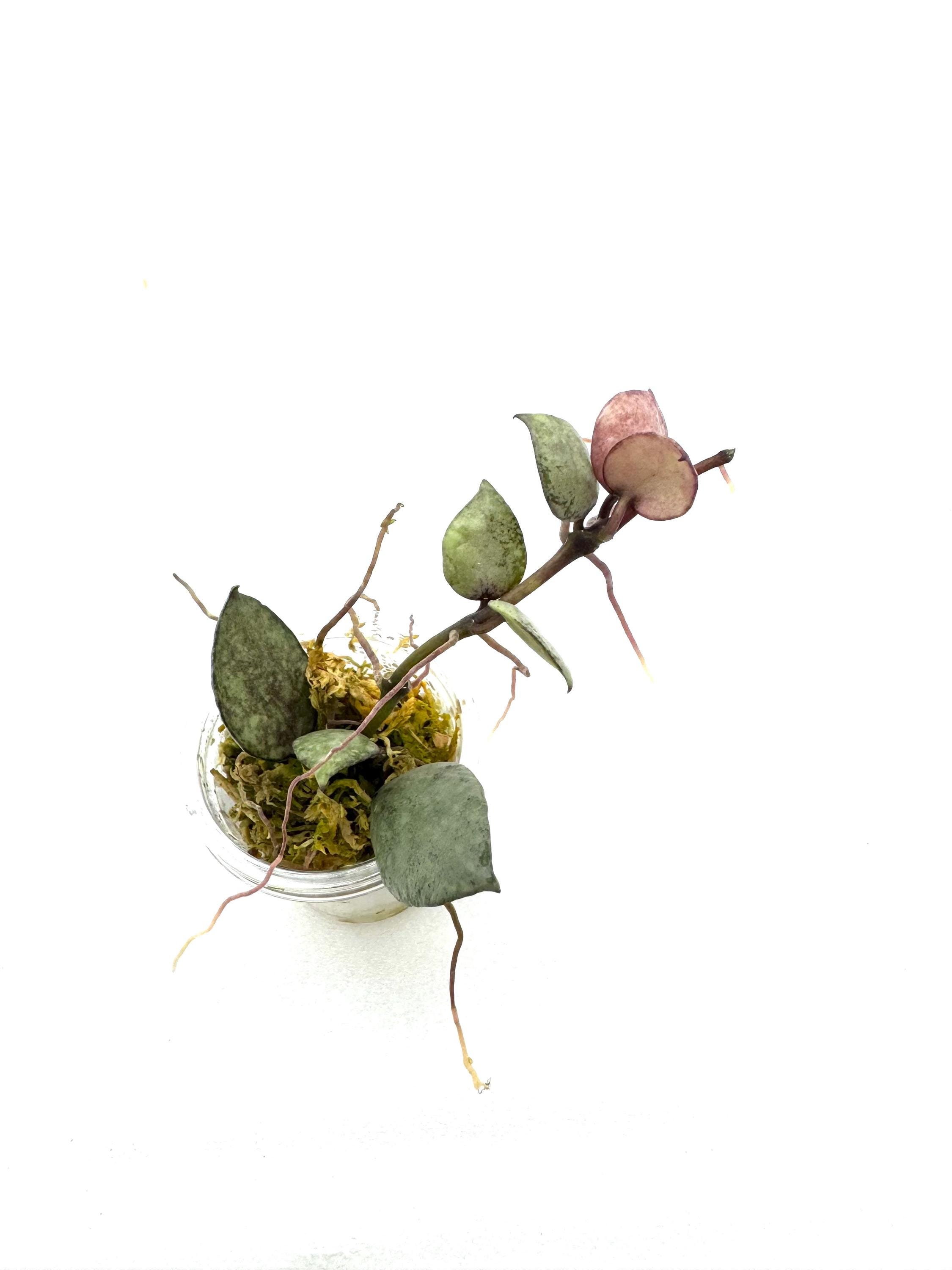 Hoya Lacunosa Violet - Etsy