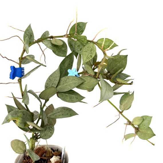Hoya Grey Ash (lacunosa) - NOT Rooted Cutting - Etsy