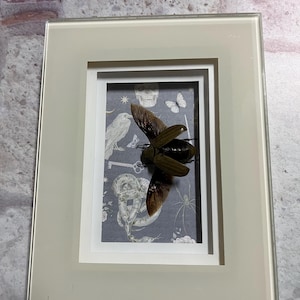 May include: A framed insect display. The insect, with brown wings, is mounted on a patterned background featuring skulls, keys, and other motifs. The frame is a light cream color with a glass front, set against a textured wall.