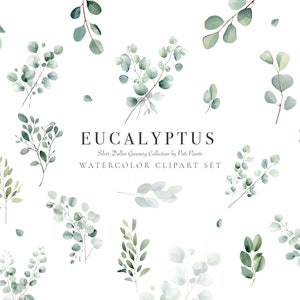 Eucalyptus Clipart Aquarela Set - Botanical Greenery Clipart para convite de casamento - Aquarela Eucalyptus Clipart Silver Dollar Greenery
