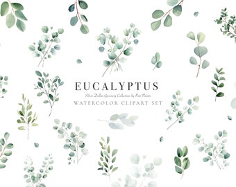 Eucalyptus Clipart Aquarela Set - Botanical Greenery Clipart para convite de casamento - Aquarela Eucalyptus Clipart Silver Dollar Greenery