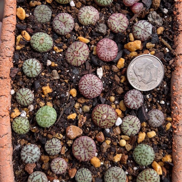 Conophytum obcordellum ’Picturatum‘霓虹安贞/live plants/rare succulents