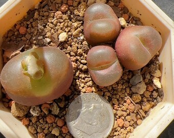 Conophytum maughanii 1804（ ruby） /live  plants/rare succulents
