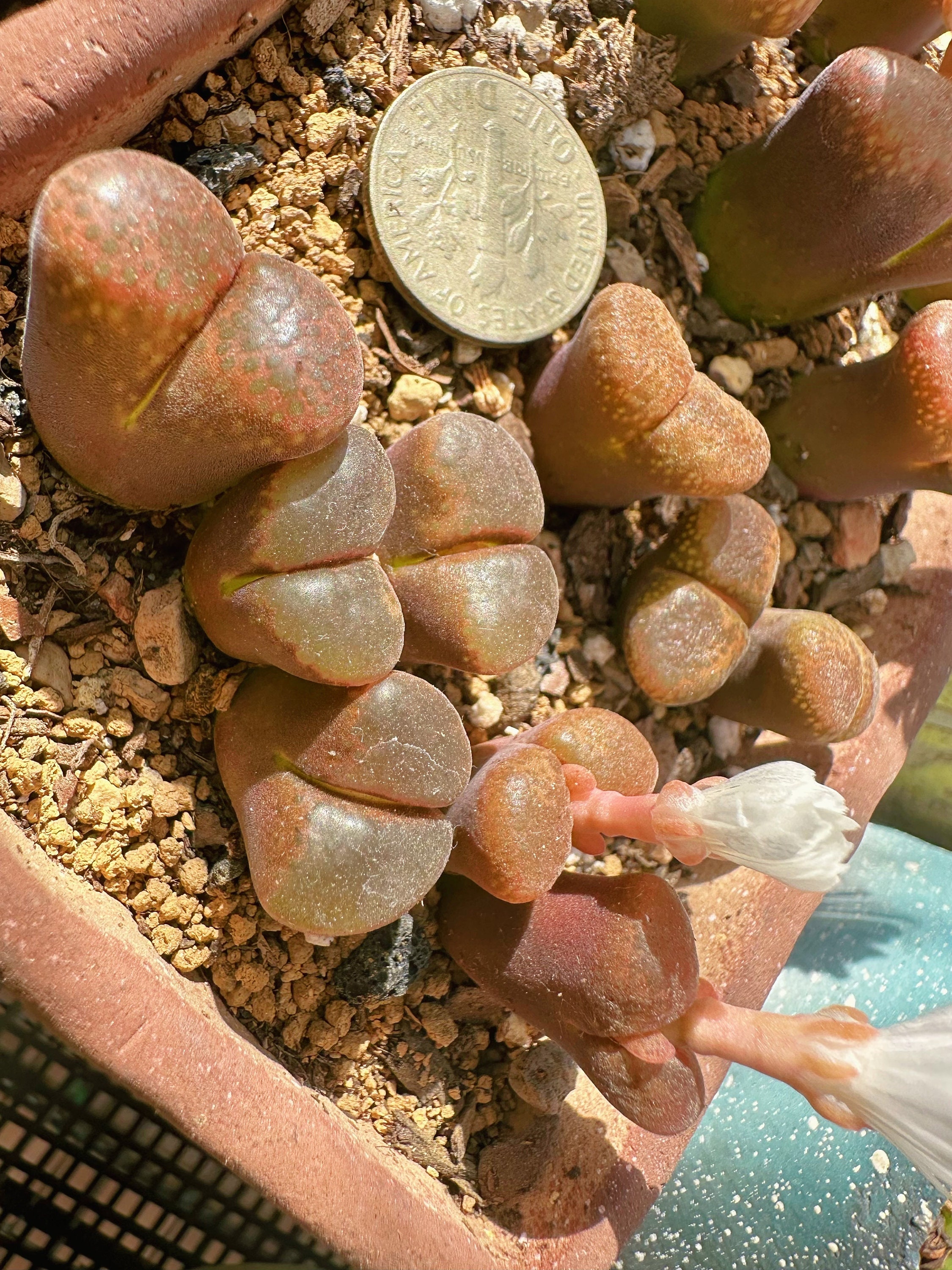 Conophytum Friedrichiae /live Plants/rare Succulents - Etsy