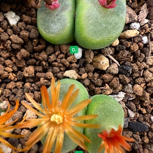 Conophytum phoeniceum sh1212/live plants/rare succulents image 2