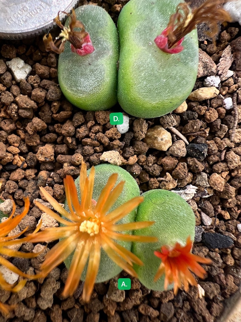 Conophytum phoeniceum sh1212/live plants/rare succulents image 2