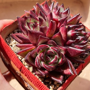 Imported Echeveria agavoides SP /live plants/rare succulent