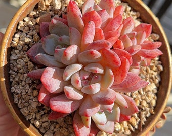 Imported Echeveria ’Snow Angel‘/live plants/rare succulents 雪天使