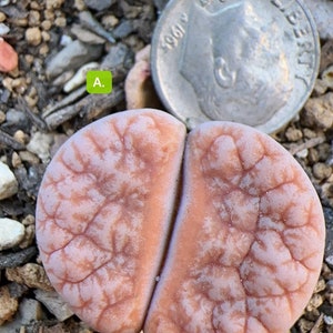 Lithops gracilidelineata v. gracilidelineata &#39;Café au lait&#39; C309A/live plants/rare succulents