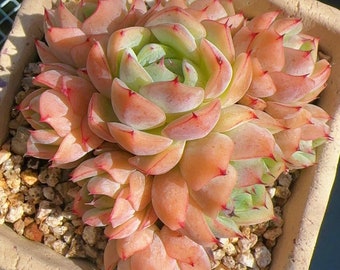 Imported Echeveria ‘Malgan‘/live plants/rare succulents