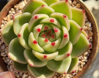 Imported Echeveria Agavoides ‘Super Blue Dragon’ /live plants /rare succulents