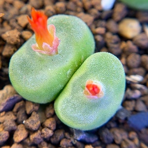 Conophytum phoeniceum sh1212/live plants/rare succulents image 5