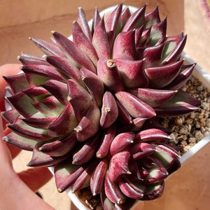 Imported Echeveria agavoides ’Ebony‘ 红乌木 live plants/rare succulents