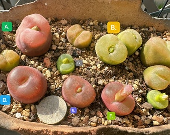 Conophytum maughanii 1804（ ruby） /live  plants/rare succulents