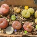 see more listings in the Conophytum  section