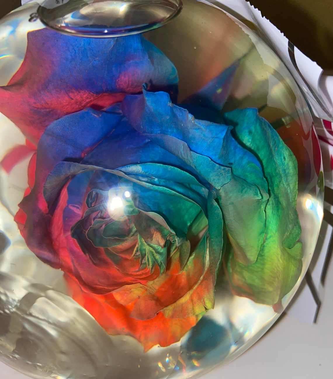 Real Rainbow Rose Water Globe Etsy
