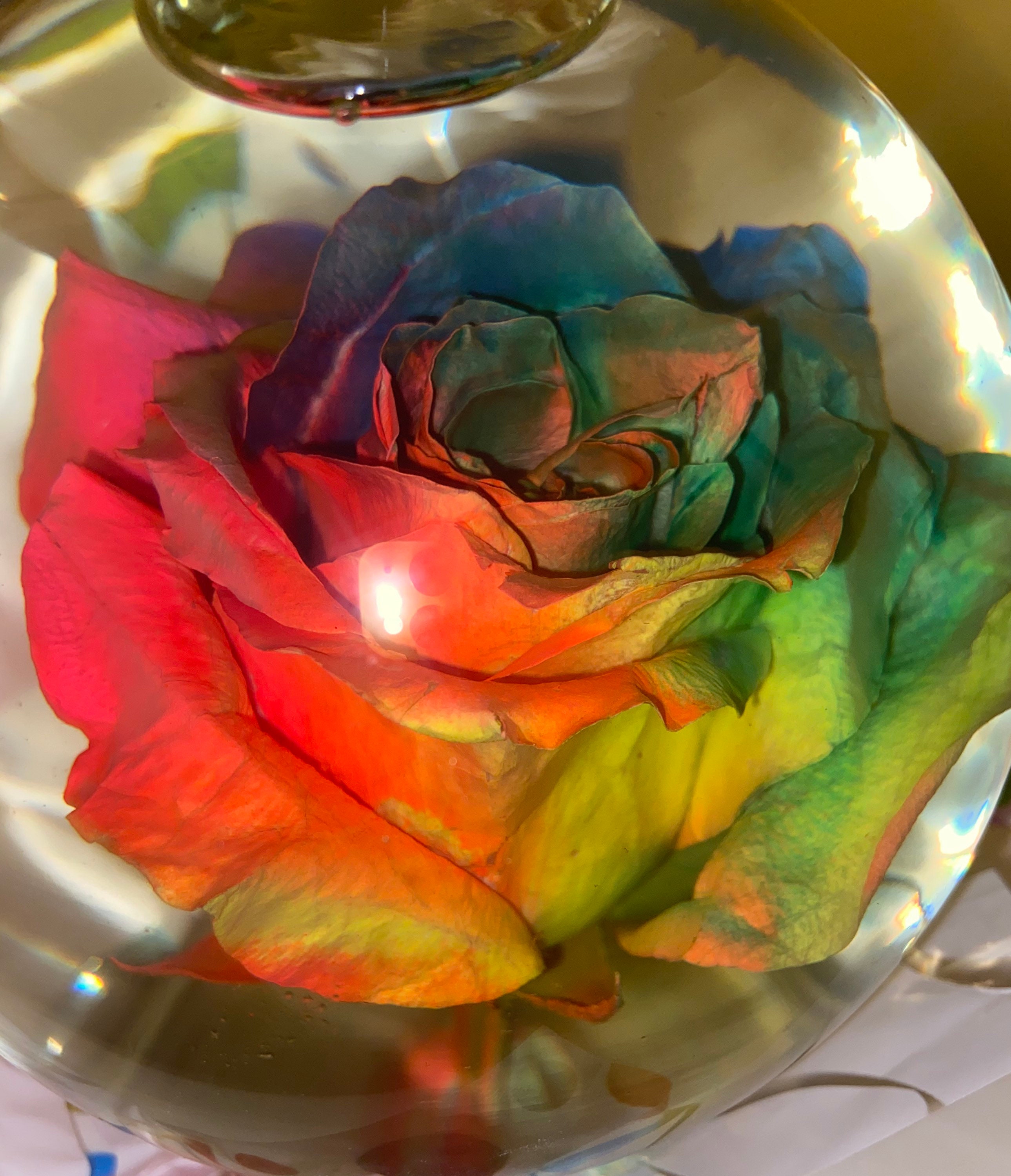 Real Rainbow Rose Water Globe Etsy