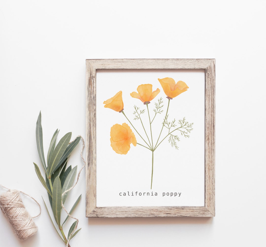 California Poppy Art Print, Botanical Wall Decor - Etsy