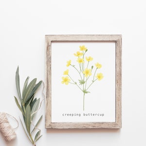 Creeping Buttercup Wall Art, Botanical Art Print image 1