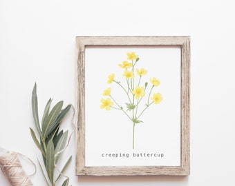 Creeping Buttercup Wall Art, Botanical Art Print