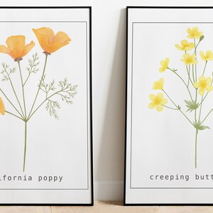 Creeping Buttercup Wall Art, Botanical Art Print image 3