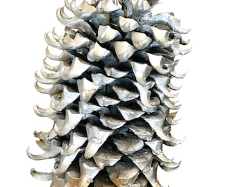 Giant Unique Coulter Spiky  Trend color pine cone (8''-12'')