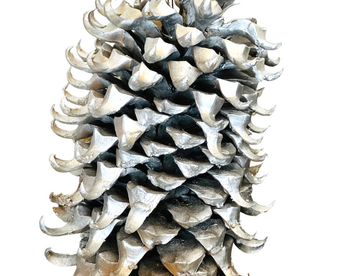 Giant Unique Coulter Spiky  Trend color pine cone (8''-12'')