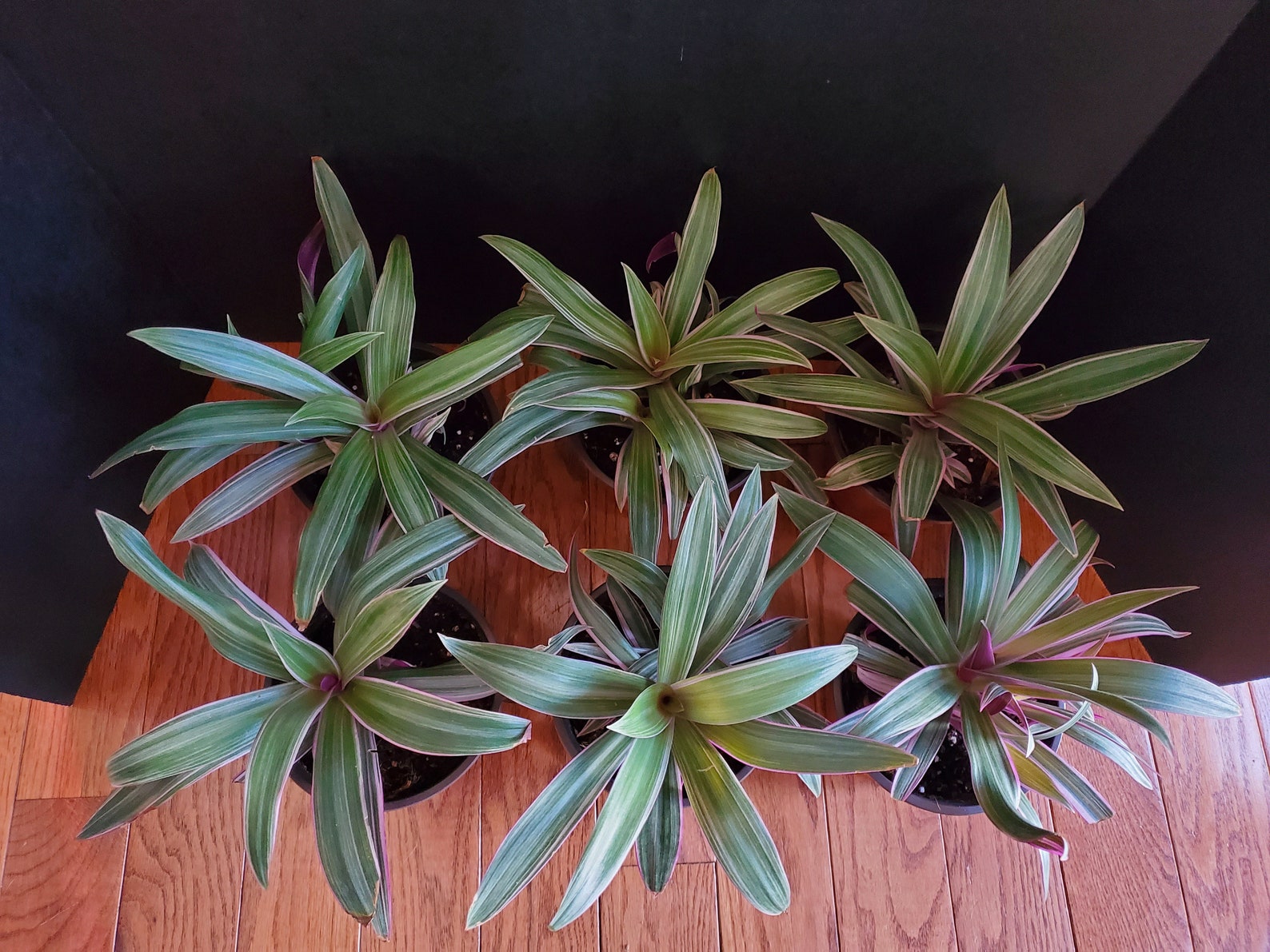 Tradescantia Spathacea Rhoeo Discolor Tricolor Rare Plants Etsy