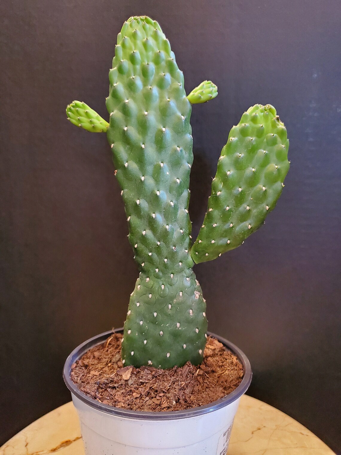 Opuntia Rubescens 'Road Kill Cactus' Cactus/Succulents Etsy
