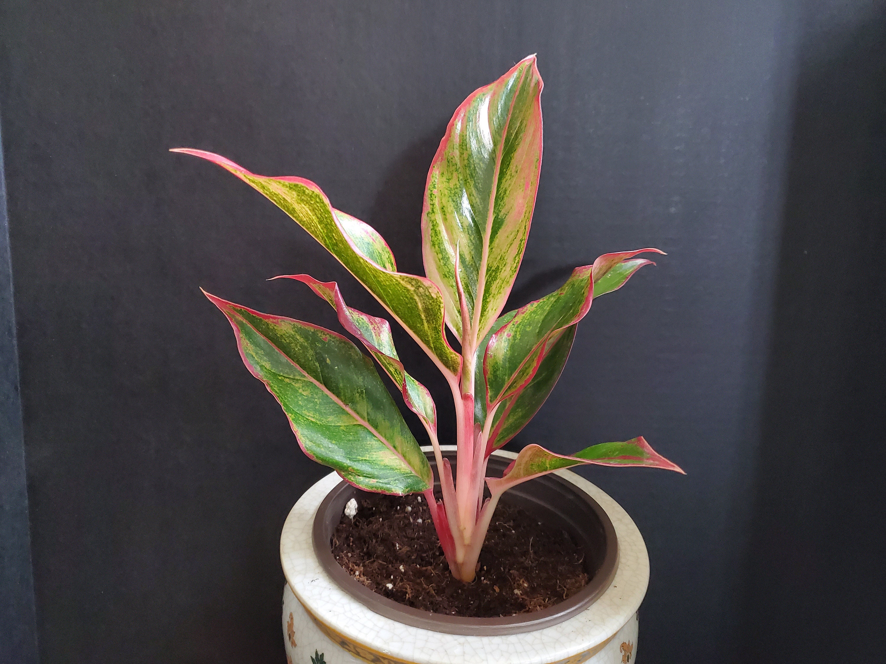 Aglaonema Siam Aurora Pink