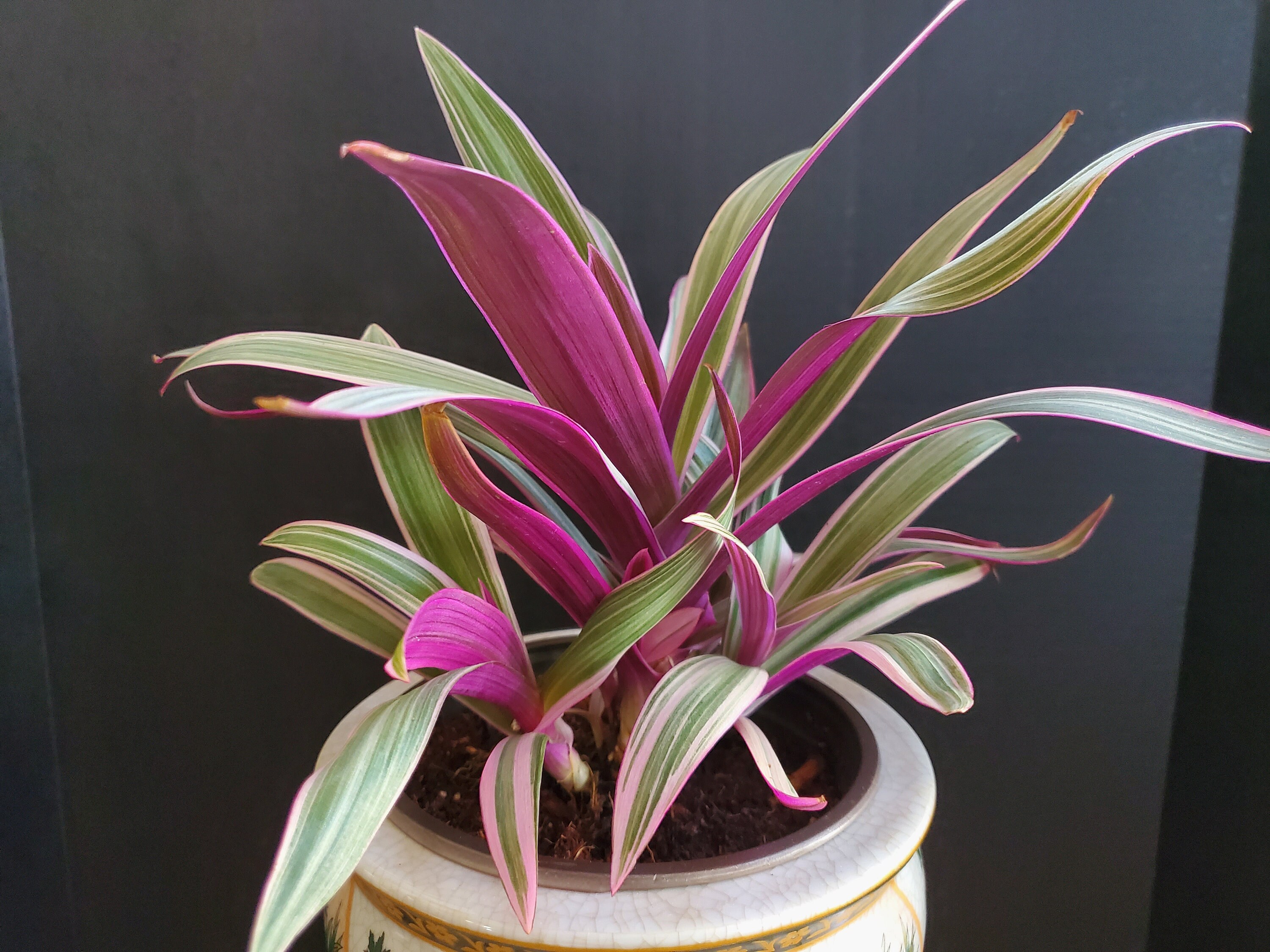 Tradescantia Spathacea Rhoeo Discolor Tricolor Rare Plants Etsy