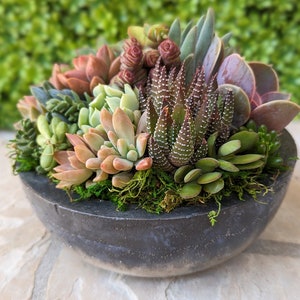 6.5" Live Succulent Arrangement in Concrete Bowl | Cement Planter | Stone Patio Decor | Table Centerpiece