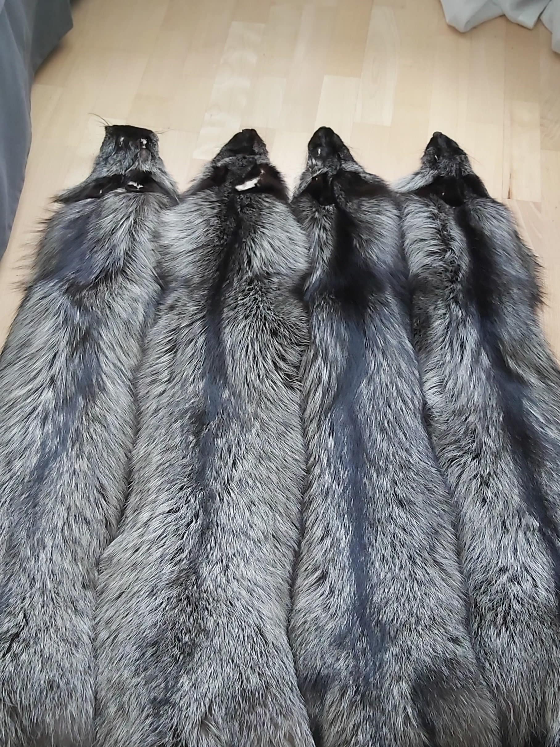 Silver Fox Fur Pelt 150–160 Cm Natural Farm Raised Hide - Etsy