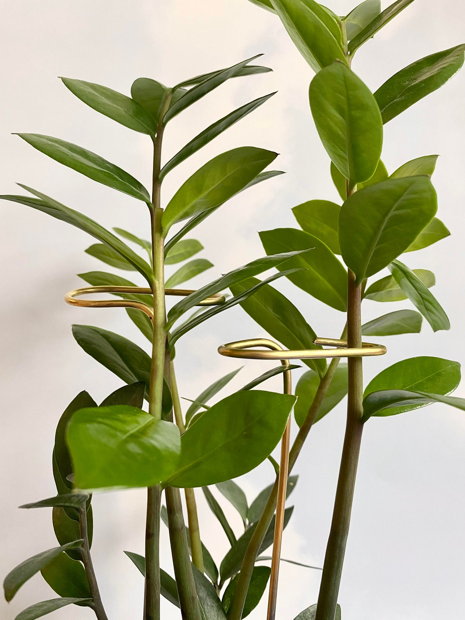 Gold Plant Support Sticks Set of 5 Indoor Flower and Etsy