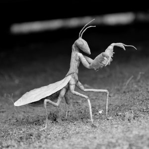 Praying Mantis Figurine,  Bug Insect Decoration