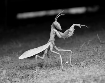 Gottesanbeterin Figur, Bug Insekt Dekoration