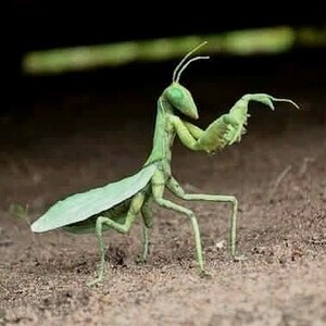 Figura de mantis religiosa, decoración de insectos