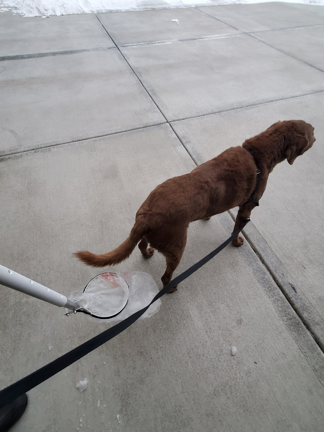Doggie Bags It, Dog Poop Collection Bagger. the Poop Never Hits the Ground, so You Never Have to