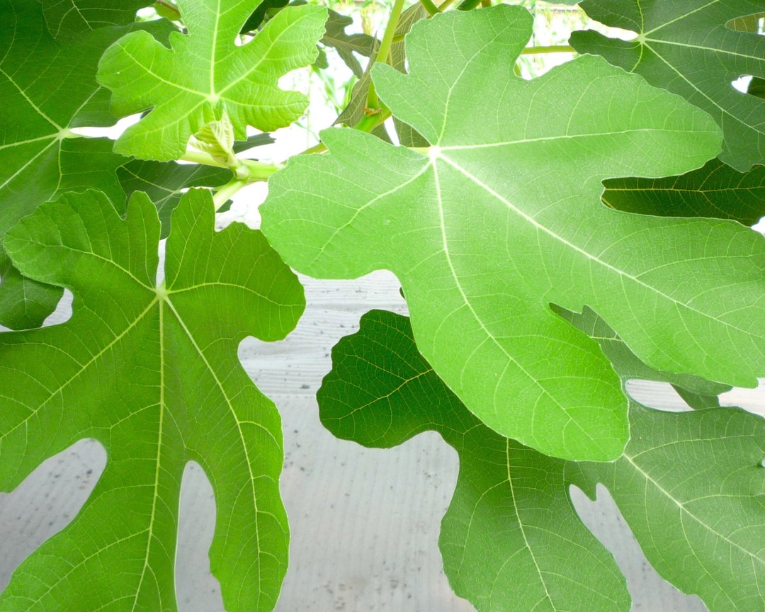 50 Fresh Fig Leaves Etsy
