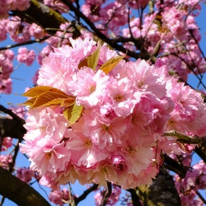 10 fresh cuttings of Japanese Kwanzan Cherry Blossom Tree, 6-8" long, no roots.