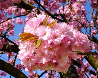 Japanese Kwanzan Cherry Blossom Tree, 4-6 inches tall, well-rooted