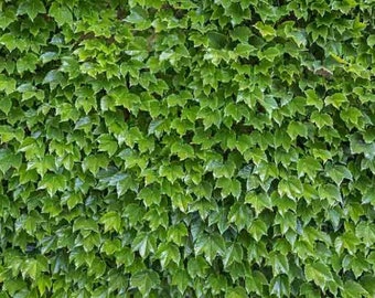 10 fresh unrooted Boston Ivy cuttings of 6-8 inches!